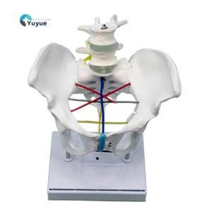 Modèle de mesure des os pelviens féminins grandeur nature avec vertèbres lombaires et lignes de mesure codées par couleur pour obstétrique et gynécologie - Product Image 1