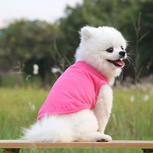 Vente en gros OEM, débardeur pour animaux de compagnie en coton doux et respirant, sans manches, couleur unie, 15 couleurs, pour petits chiens - Product Image 6