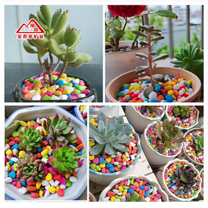 Piedras pequeñas pulidas de primera calidad para macetas, relleno de plantas suculentas, piedras teñidas - Product Image 1