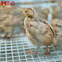 Les caille utilisent des cages de caille équipées d'un système d'alimentation automatique