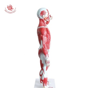 Science médicale 27 pièces 85cm FRT02906 modèle de torse <span class=keywords><strong>humain</strong></span> figure d'impression à la main modèle anatomique du <span class=keywords><strong>corps</strong></span> musclé - Product Image 4