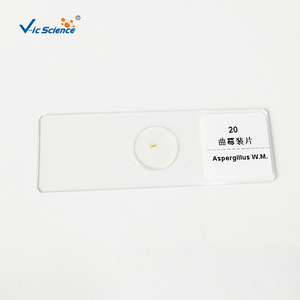 Lot de 12 Lames Préparées de <span class=keywords><strong>Champignons</strong></span> pour Microscope – Prix Usine - Product Image 4