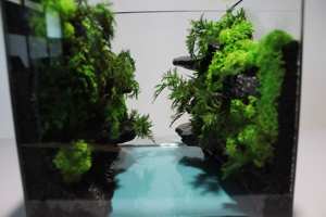 ชุดปลูกต้นไม้ในสวนแก้วมอสแบบสองชั้นวัสดุธรรมชาติจำลองที่ทนทานทำจากเส้นใยมอสที่เก็บรักษาไว้ - Product Image 6