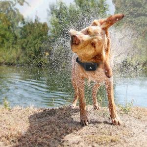 FCC CE Wasserdichtes 600M Fernbedienung Haustier Anti-Bark Einstellbarer Warnton Vibrierender Schock Nylon Elektrisches Hunde trainings halsband - Product Image 4