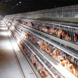200 cages à poules pour la ponte à vendre, design moderne pour élevage de poulets - Product Image 3