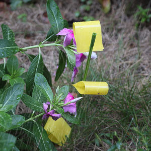 飞行昆虫粘性桩捕虫器桩捕捉贴纸植物真菌Gnat害虫陷阱 - Product Image 6