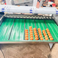 Mesin Penyortir dan Pengemas Buah Otomatis dengan Pengatur Berat, Kapasitas 10000 Buah, Bahan Stainless Steel 304, untuk Pengolahan Buah, Dijual
