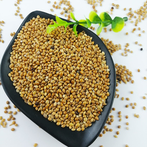 <span class=keywords><strong>Millet</strong></span> perlé hybride de qualité supérieure, jaune, blanc, rouge, doré, en vrac, fourni par l'usine - Product Image 4