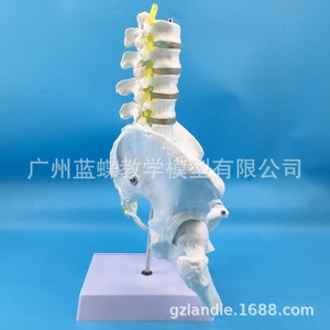 Modèle de ceinture pelvienne naturelle, de cinq vertèbres lombaires, de fémur, d'appendice osseux masculin, de cinq vertèbres lombaires et de disque intervertébral - Product Image 4