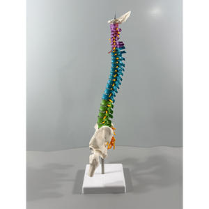 Modelo de Esqueleto Humano de 85 cm con Articulación de Rodilla, Cráneo de 45 cm y Columna Vertebral Mediana Tipo A para Entrenamiento, PVC MAXCARE MAC-YJ79 - Product Image 5