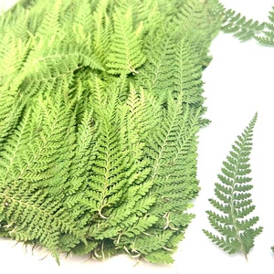 12 pièces/paquet Polypodium Punctatum fougère pressée pour cadre <span class=keywords><strong>livre</strong></span> marque résine bricolage artisanat fabrication de bougies - Product Image 1