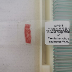 1 mảnh Taenia saginata mang thai proglottid W. M parasitology chuẩn bị Slide Nhà cung cấp - Product Image 2