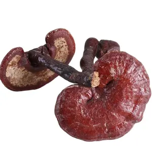 Best selling raw whole red reishi fungus ganoderma lucidum reishi mushroom