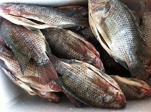 <span class=keywords><strong>ปลา</strong></span>นิลแม่น้ำไนล์น้ำ<span class=keywords><strong>จืด</strong></span>ทั้งลูกในจีนมีบรรจุภัณฑ์และแช่แข็งแบบมีหลากหลายสไตล์ - Product Image 4