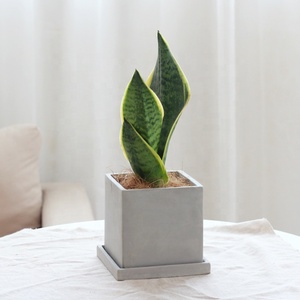 Nordico stile semplice decorazione da tavolo per interni forma quadrata fioriera <span class=keywords><strong>cemento</strong></span> piante succulente <span class=keywords><strong>vasi</strong></span> con foro - Product Image 3