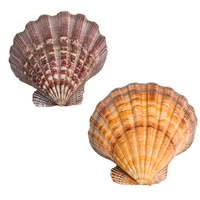 Coquilles de Capiz Naturelles Brutes en Gros, Coquilles d'Huître en Forme de Panneau de Fenêtre pour Artisanat, Bricolage, Décoration de Mariage, Bijoux, Décoration Intérieure