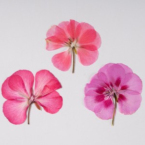 ดอกเจอเรเนียมแบบแยกชิ้นพร้อมก้านดอกกดแห้งสำหรับงานเรซิ่นอีพ็อกซี่ งานเทียน และกรอบรูป - Product Image 6