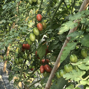 Cañas de bambú natural Postes de bambú Estaca de bambú Tonkin 120cm - Product Image 6