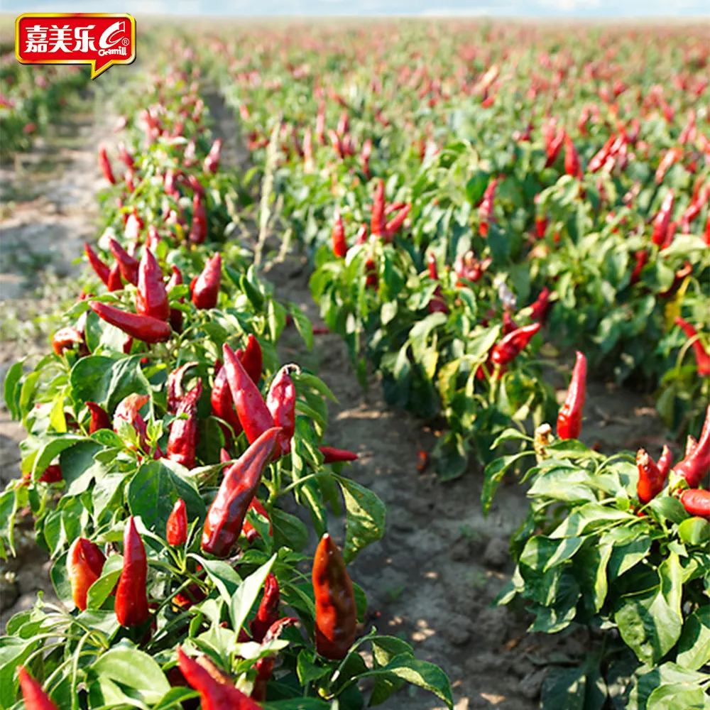 Sauce Chili aromatisée de qualité supérieure à prix d'usine avec Sauce au poivre épicée originale de Sabah Borneo malaisie