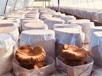 Poudre de spores de Reishi, acides ganoderiques, nucléosides, triterpénoides, qualité alimentaire, entièrement homologuée et certifiée, essence