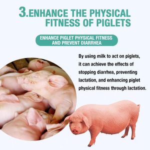 Prémélange Alimentaire Muyue pour Porcelets, Stimulant de Lait pour Truies, pour la Production de Lait chez les Porcelets, Additifs pour une Production de Lait Accrue pour les Nouveaux Nourrissons - Product Image 5