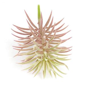 Planta Artificial Realista con Puntas en Degradado <span class=keywords><strong>de</strong></span> Verde a Oro Rosa <span class=keywords><strong>para</strong></span> Arreglos Decorativos y Decoración del Hogar - Product Image 3