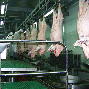 Equipo Completo para Matadero de Cerdos para Procesamiento de Carne de Cerdo en Mataderos - Product Image 5