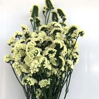 Verkoop China Groothandelsprijs Echte Verse Natuurlijk Ge conserveerde Bloemen en Planten Vergeet-mij-nietjes Bloem