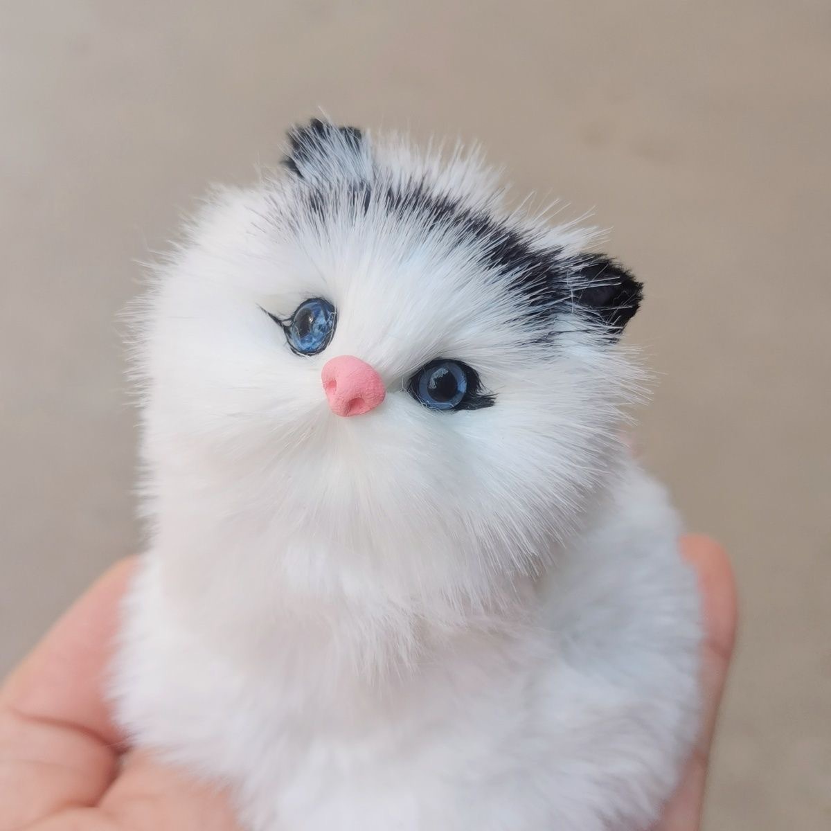 Gato cabeza negra