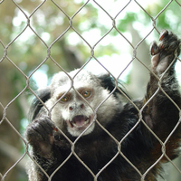 Edelstahl 304/316 Zoo-Kabelnetz für Tiergehege / Affengehege-Netz, Maßgefertigte Produktion