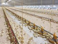 Ligne à boire pour éleveur de poulets de chair
