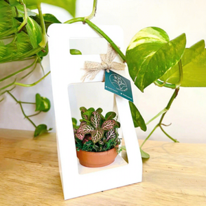 Boîte cadeau pliable portable en laminé jetable pour la fête des enseignants, boîte à fleurs, boîte à plantes à main - Product Image 5