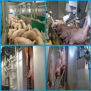 EME Bon <span class=keywords><strong>fournisseur</strong></span> Équipement complet d'abattoir pour la transformation de la viande et les équipements agricoles - Product Image 2