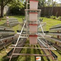 Cage à batterie galvanisée à chaud très vendue pour poules pondeuses, cage automatique pour poulets, cages pour cailles
