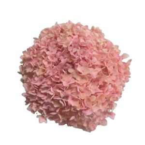 Mur de fleurs hortensias stabilisés vraies fleurs d'<span class=keywords><strong>hortensia</strong></span> séchées anna <span class=keywords><strong>hortensia</strong></span> préservé pour les événements à la maison décor de mariage bricolage artisanat - Product Image 5