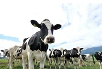 Etiquettes d'oreille intelligentes pour bovins et fermes éleveuses connectées pour l'équipement d'élevage laitier et d'agrolaito-forestier