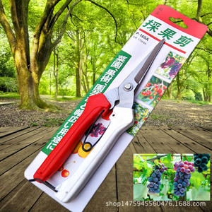 Ciseaux de cueillette de fruits Liu San 60 mm en acier inoxydable à tête droite, design papillon, pour la récolte et la taille des baies de goji et des raisins - Product Image 4