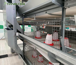 อัตโนมัติเด็กชั้นไก่เนื้อ Brooder วันเจี๊ยบเก่าแบตเตอรี่กรง Pullet - Product Image 3