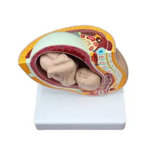 نموذج جنين أنثوي بتشريح جسد الطفل بتنمية حملية لمدة تسعة أشهر نموذج جنين بعمر 39-42 أسبوعًا