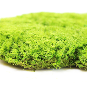 Musgo de micropaisaje blanco fresco <span class=keywords><strong>para</strong></span> <span class=keywords><strong>tierra</strong></span> de agua interior <span class=keywords><strong>para</strong></span> tanque maceta suculenta pared flores al por mayor <span class=keywords><strong>para</strong></span> el Día de San Valentín - Product Image 4