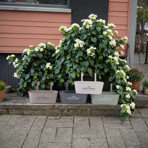 Biểu Tượng Tùy Chỉnh Thân Thiện Với Môi Ban Công Đường Sắt Treo Trồng Có Thể Tháo Rời Móc Cho Cửa Sổ Vườn Móc Treo Trồng Hộp - Product Image 3