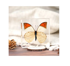 Offre Spéciale cristal Transparent papillon taxidermie résine insecte spécimen décoration de la maison et ressource pédagogique pour enfants pour les vacances - Product Image 1