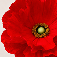 Fleur de pavot rouge géante en papier, fleur artificielle pour décoration de mariage, événementiel, affichage floral commercial, vitrine de centre commercial