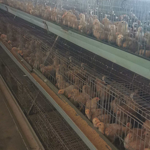 HENGQI HQYC-144 Nouvelles cages d'élevage automatiques, chauffages, système d'abreuvement par tétine, acier galvanisé, longue durée de vie 15-20 ans, pour poussins d'un jour - Product Image 4