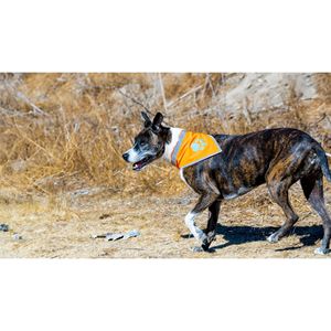 DB Large Blaze Orange Reflective Dog Bandana Accesorio de seguridad de alta visibilidad para caminar y acampar Tamaño L para mascotas - Product Image 3