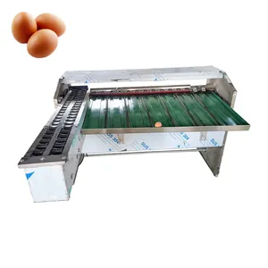 Machine de triage des œufs de caille Machine de triage des œufs Ligne de production de triage des œufs à jeun
