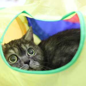 Vendo <span class=keywords><strong>Tunnel</strong></span> giocattolo per gatti per animali domestici piccolo <span class=keywords><strong>Tunnel</strong></span> per gatti pieghevole con sfera di peluche - Product Image 2