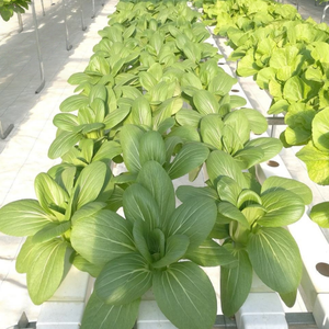 Sistema di Coltivazione Idroponica Verticale NFT, Canale di Coltivazione Commerciale Impilabile <span class=keywords><strong>per</strong></span> la Produzione di Verdure a Foglia Larga ed Erbe Aromatiche - Product Image 4
