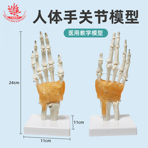 Modèle d'articulation de la main droite humaine FRT031, pouce naturel, paume mobile avec ligaments, spécimen pédagogique et de démonstration. - Product Image 5