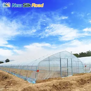 Hot Sale Small Single-Span Steel Greenhouses for Tomatoes Square PE Film Hydroponic Feature Galvanized Steel Frame Plant Usage